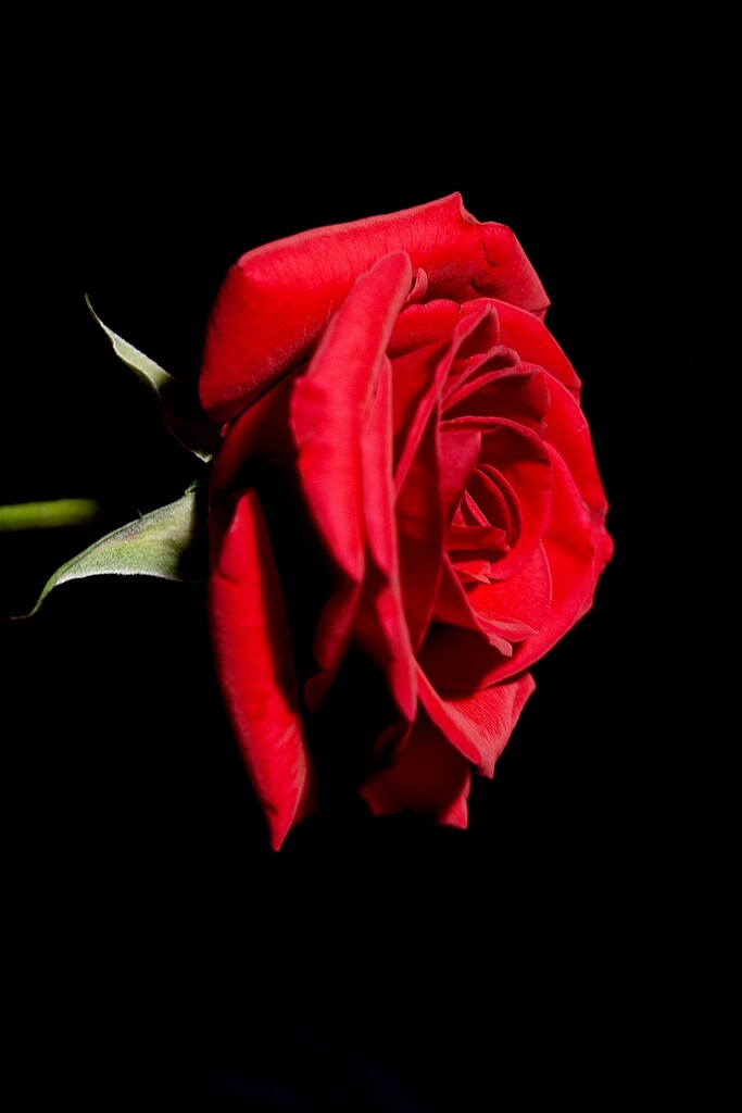 A Red, Red Rose-Robert Burns by allsop