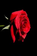 6th Jan 2024 - A Red, Red Rose-Robert Burns