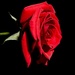 A Red, Red Rose-Robert Burns by allsop