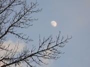 7th Jan 2024 - Day moon...