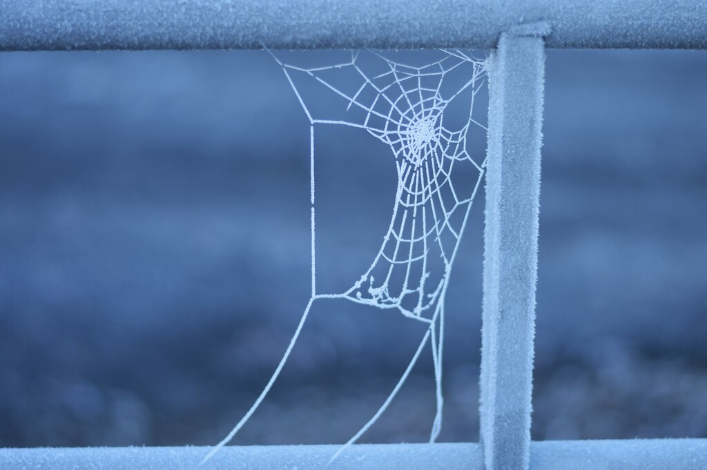 frosty web by christophercox