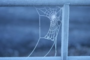 7th Jan 2024 - frosty web