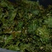1 6 Kale Chips by sandlily