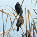Red-Winged Blackbirds by seattlite
