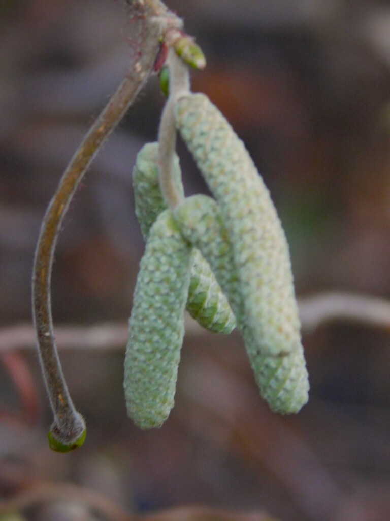 Catkins by 365anne