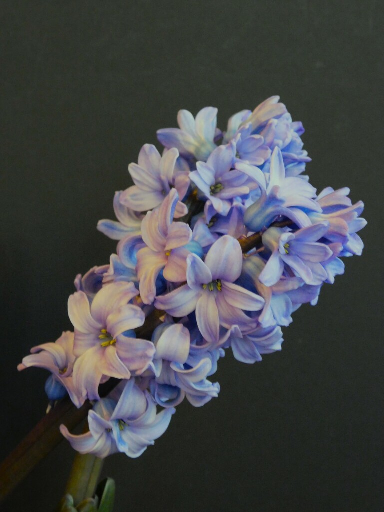 Blue Hyacinth by thedarkroom