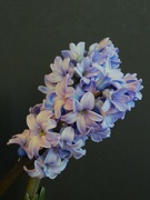 4th Jan 2024 - Blue Hyacinth