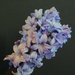 Blue Hyacinth by thedarkroom
