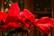 7th Jan 2024 - Poinsettia