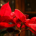 Poinsettia by mittens