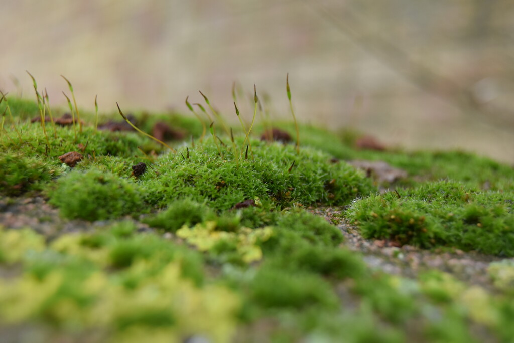 Moss by dragey74