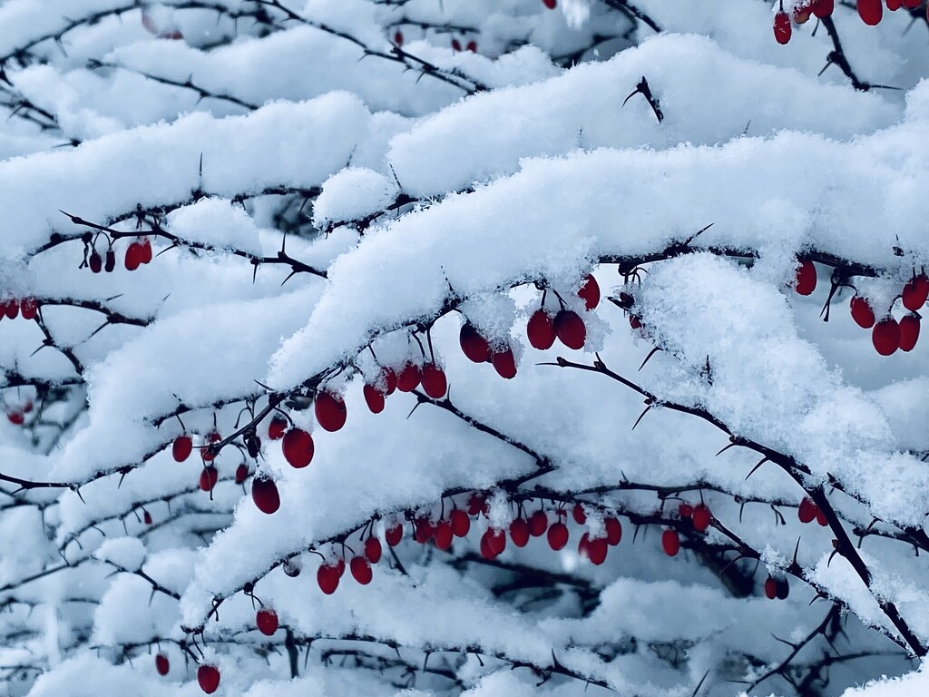 Berry snowy by mtb24