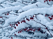 7th Jan 2024 - Berry snowy