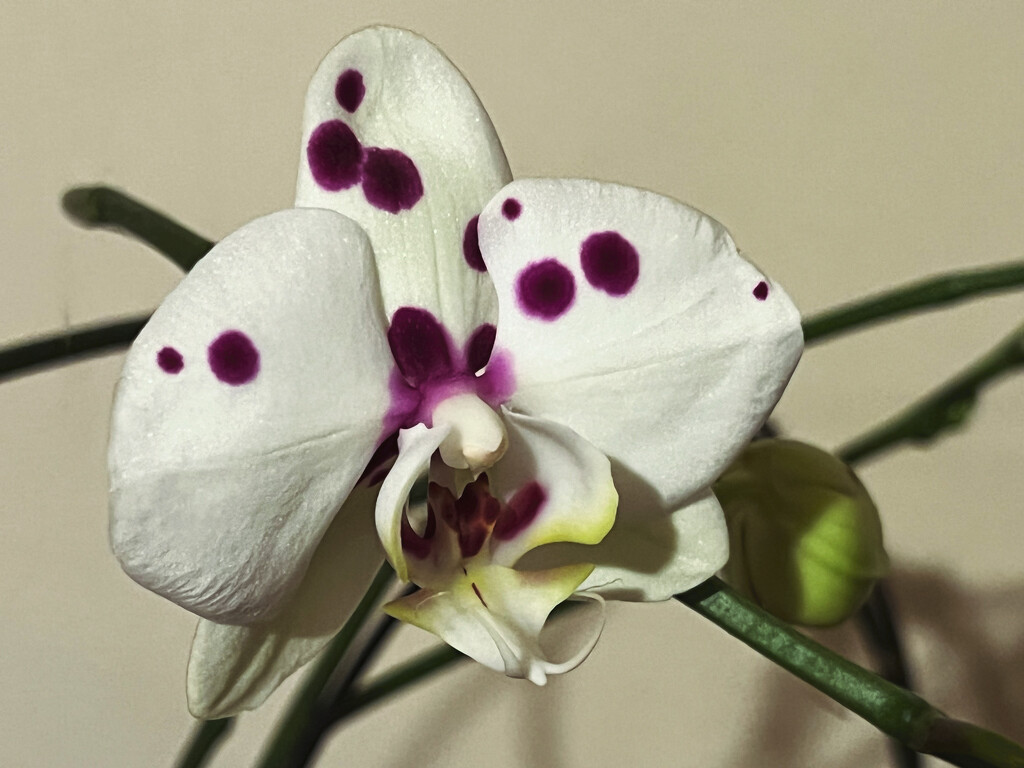 Moth Orchid by mattjcuk