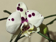 7th Jan 2024 - Moth Orchid