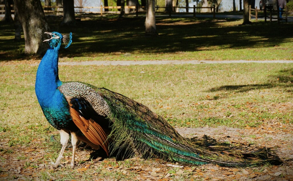 Peacock  Caterwauling by photohoot