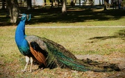 12th Dec 2023 - Peacock  Caterwauling