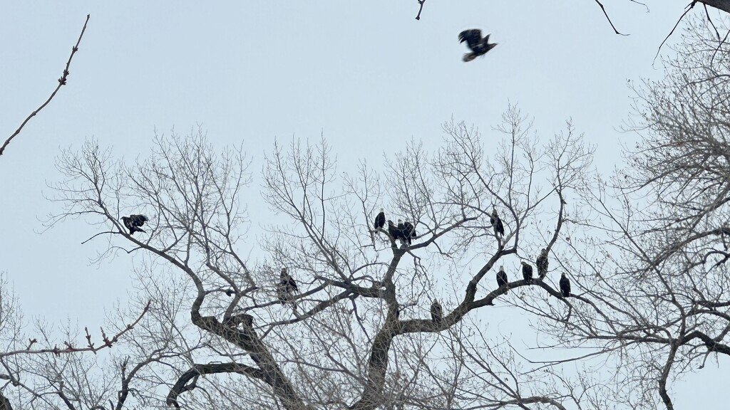 Convocation of eagles by colleennoe