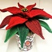 Poinsettia by fishers