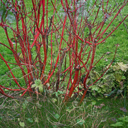 7th Jan 2024 - Red 'Trees'