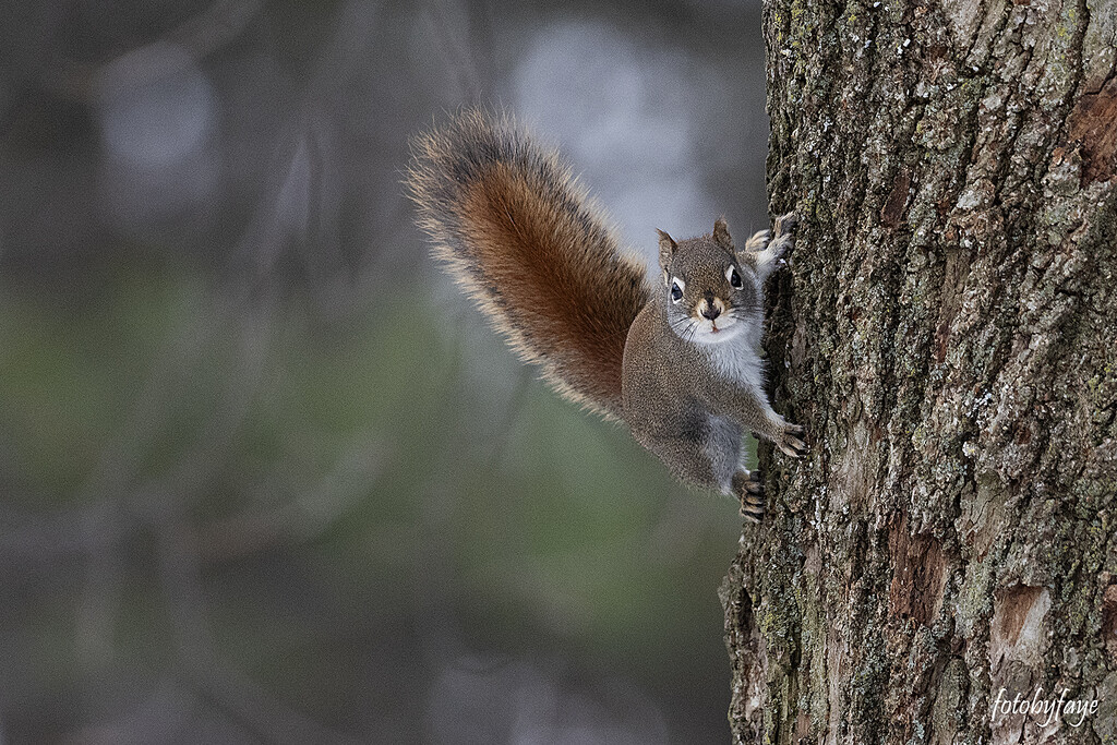 Red Squirrel by fayefaye