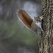 Red Squirrel by fayefaye