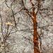 Tree Reflection Reveal! by jnewbio
