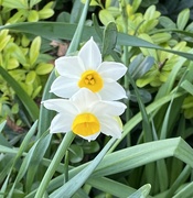 6th Jan 2024 - A Type Of Daffodil?