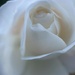 Winter Rose by joysfocus