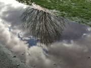 7th Jan 2024 - Picturesque Puddle 