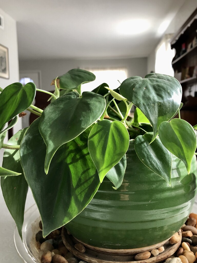 Heartleaf philodendron  by loweygrace