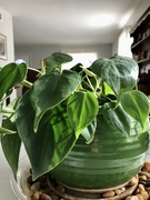 7th Jan 2024 - Heartleaf philodendron 