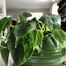 Heartleaf philodendron  by loweygrace