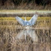 7th Jan 2024 - Angel......Sandhill crane coming in for the night        