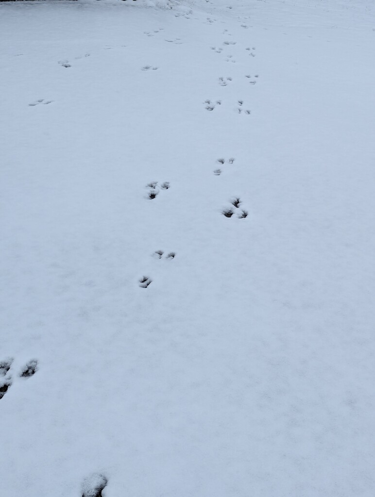 Yard Bunny (Bunnies) Snow Tracks ❄️ by pomonavalero