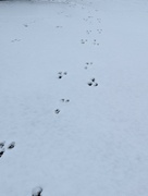 7th Jan 2024 - Yard Bunny (Bunnies) Snow Tracks ❄️