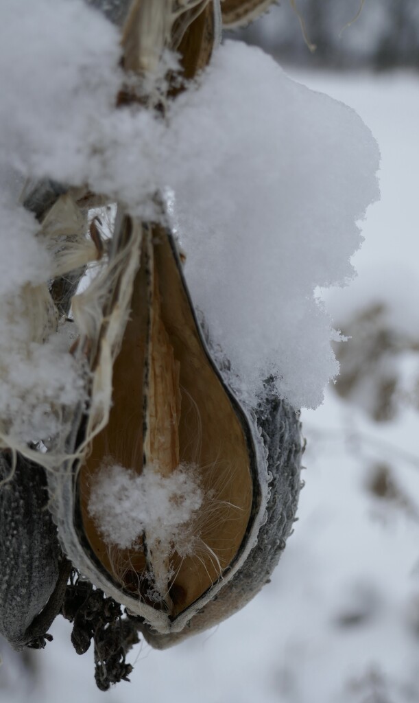 Milkweed with snow.  by dolores