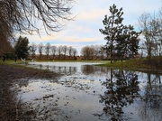 7th Jan 2024 - Flooded park 