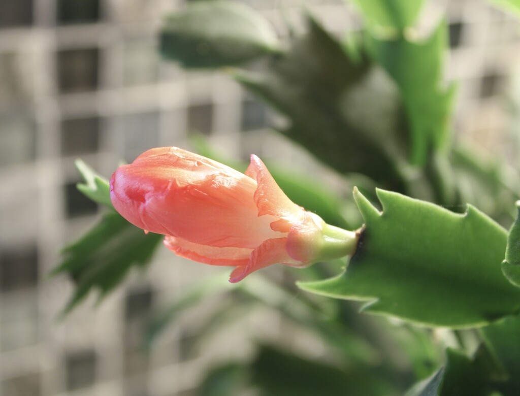 Christmas cactus bloom by mltrotter