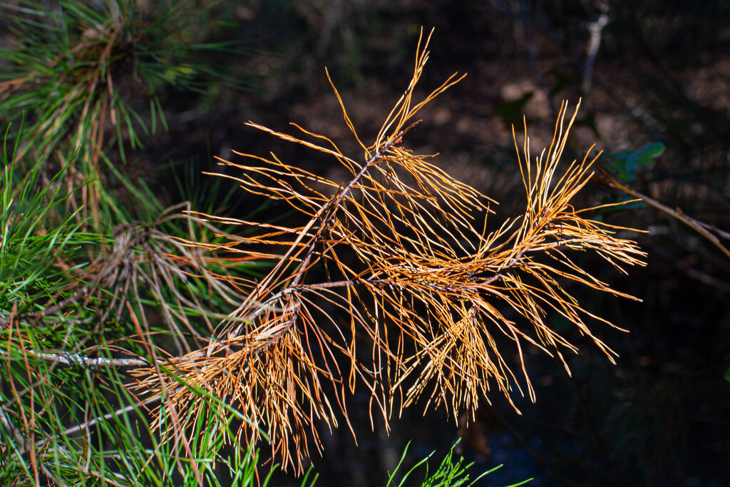 Brown Pine Needles... by thewatersphotos