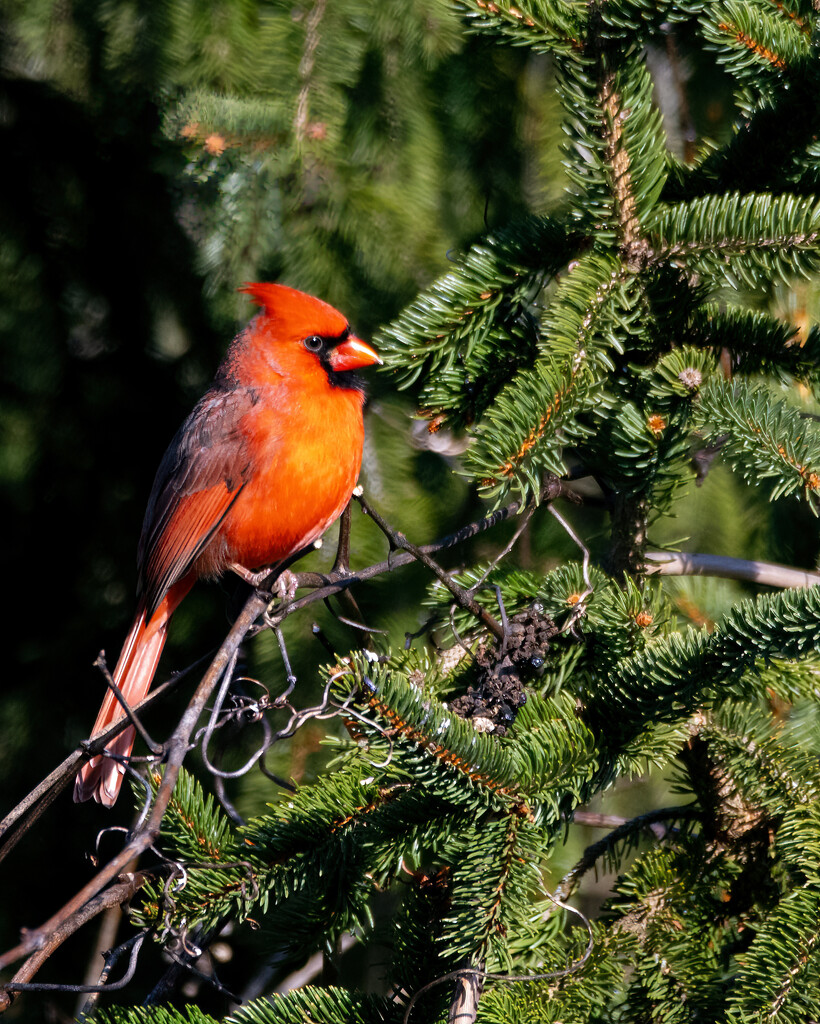 Northern Cardinal by cwbill