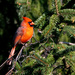 Northern Cardinal by cwbill