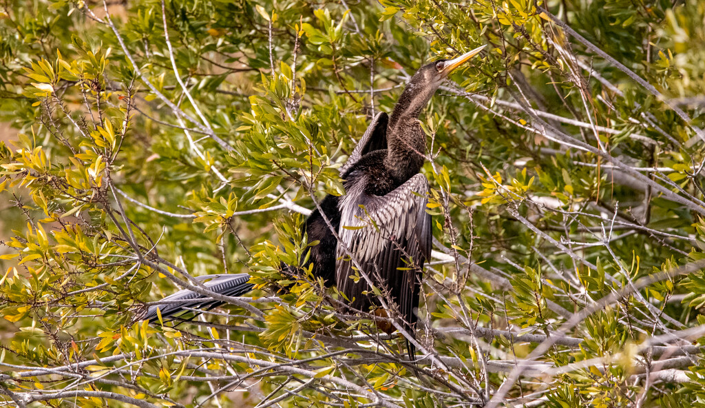 Anhinga Trying to Hide! by rickster549