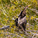 Anhinga Trying to Hide! by rickster549