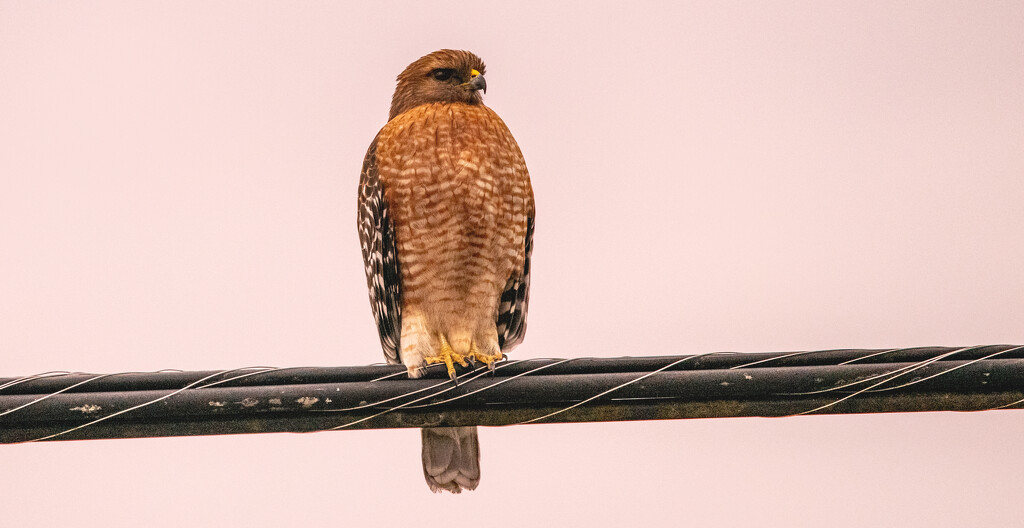 Red Shouldered Hawk on the Cable! by rickster549