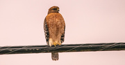 7th Jan 2024 - Red Shouldered Hawk on the Cable!