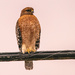 Red Shouldered Hawk on the Cable! by rickster549