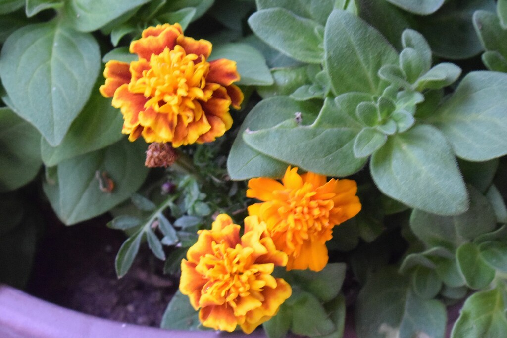 1 7 Marigolds by sandlily