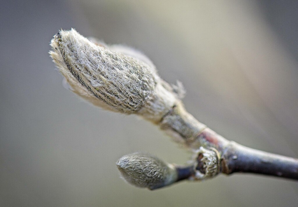 Winter Magnolia bud by horter