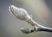 7th Jan 2024 - Winter Magnolia bud